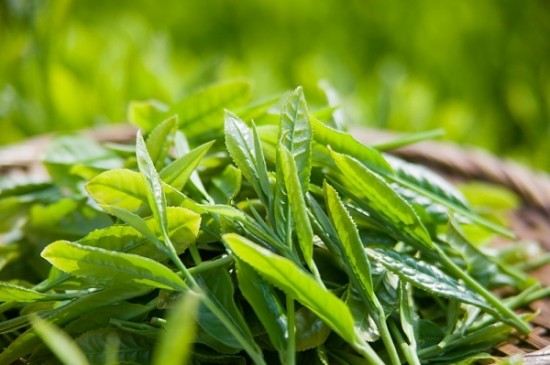 Tắm bằng lá trà xanh - Spa Việt Nam